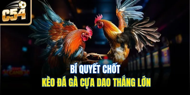 Bí quyết chốt kèo đá gà cựa dao thắng lớn