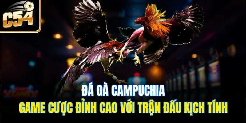 Đá Gà Campuchia - Game Cược Đỉnh Cao Với Trận Đấu Kịch Tính