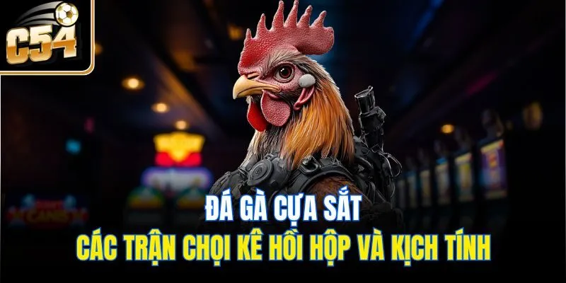 Đá Gà Cựa Sắt - Các Trận Chọi Kê Hồi Hộp Và Kịch Tính