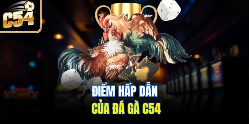 Điểm hấp dẫn của đá gà C54