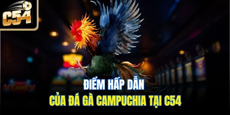 Điểm hấp dẫn của đá gà Campuchia tại C54