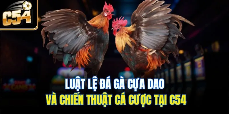  Luật Lệ Đá Gà Cựa Dao Và Chiến Thuật Cá Cược Tại C54