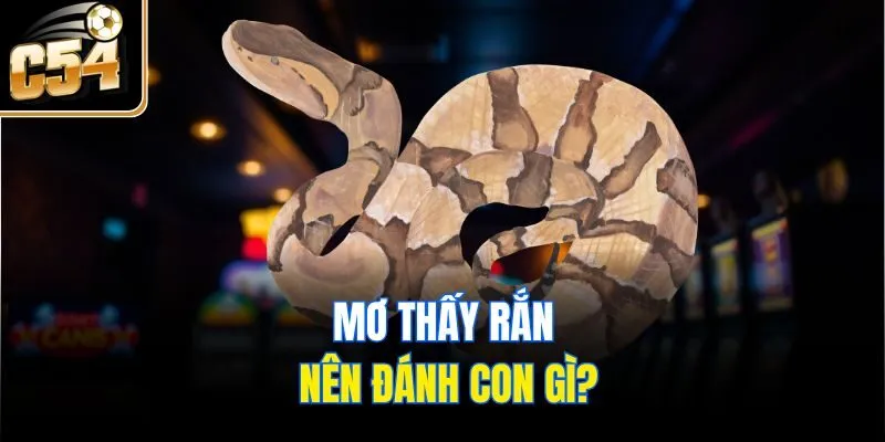 Mơ thấy rắn nên đánh con gì?