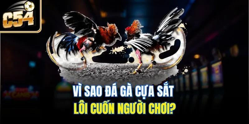 Vì sao đá gà cựa sắt lôi cuốn người chơi?